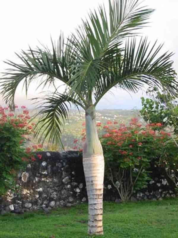 naklíčená semena palma Hyophorbe lagenicaulis