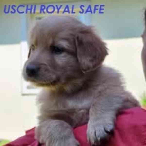 Hovawart- štěňata Royal Safe - foto 16