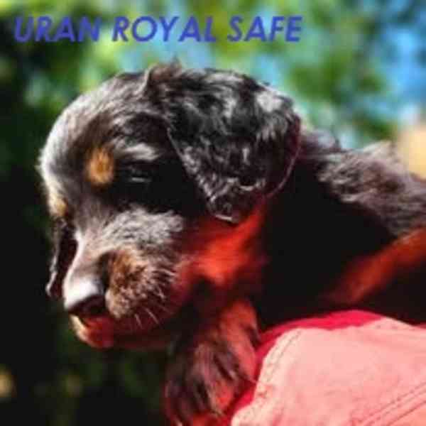 Hovawart- štěňata Royal Safe - foto 14
