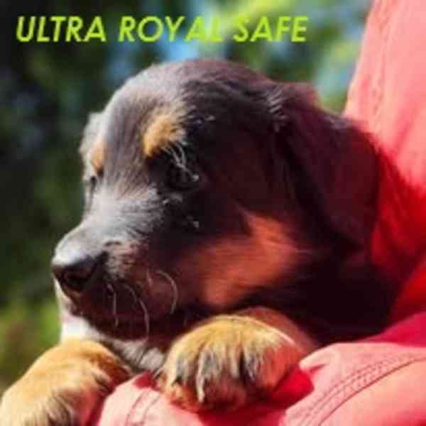 Hovawart- štěňata Royal Safe - foto 15