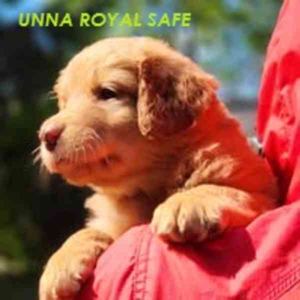 Hovawart- štěňata Royal Safe - foto 11