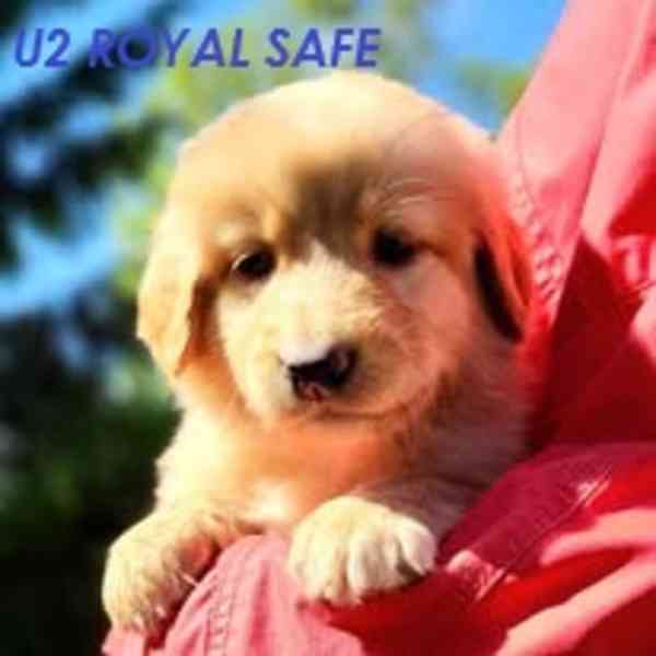 Hovawart- štěňata Royal Safe - foto 12