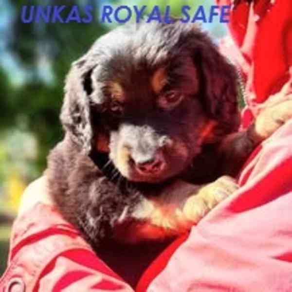 Hovawart- štěňata Royal Safe - foto 13