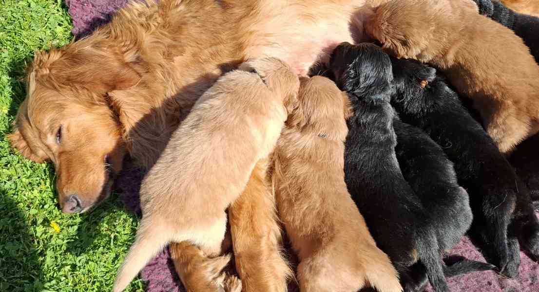 Hovawart- štěňata Royal Safe - foto 7