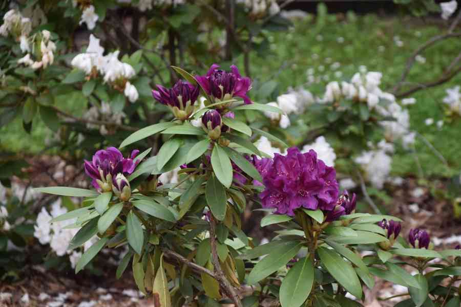 Vzrostlé Pěnišníky/Rododendrony - foto 2