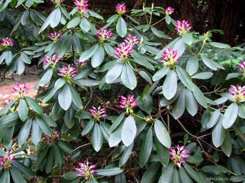 Vzrostlé Pěnišníky/Rododendrony