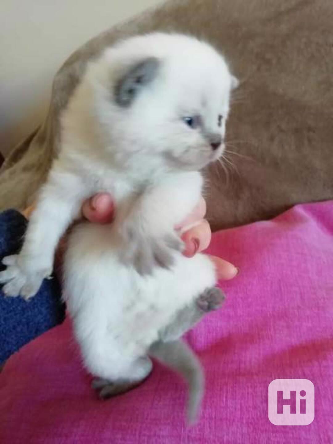 Ragdoll koťata s pp - foto 1