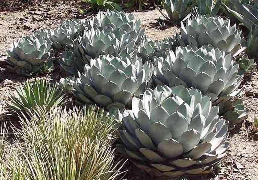 Sazenice Agave Parryi var. Parryi - foto 1