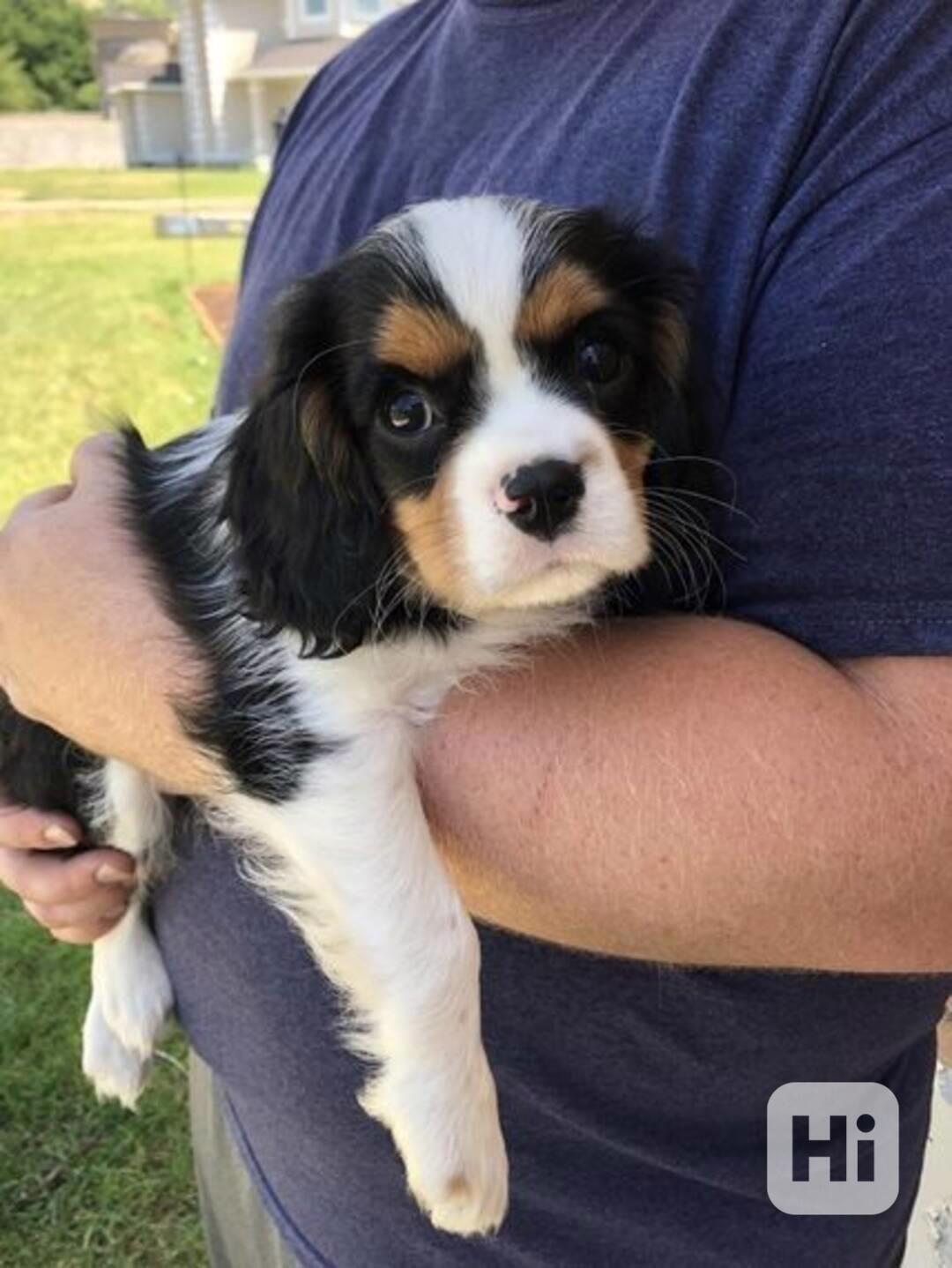 kavalír king charles španěl štěňata - foto 1
