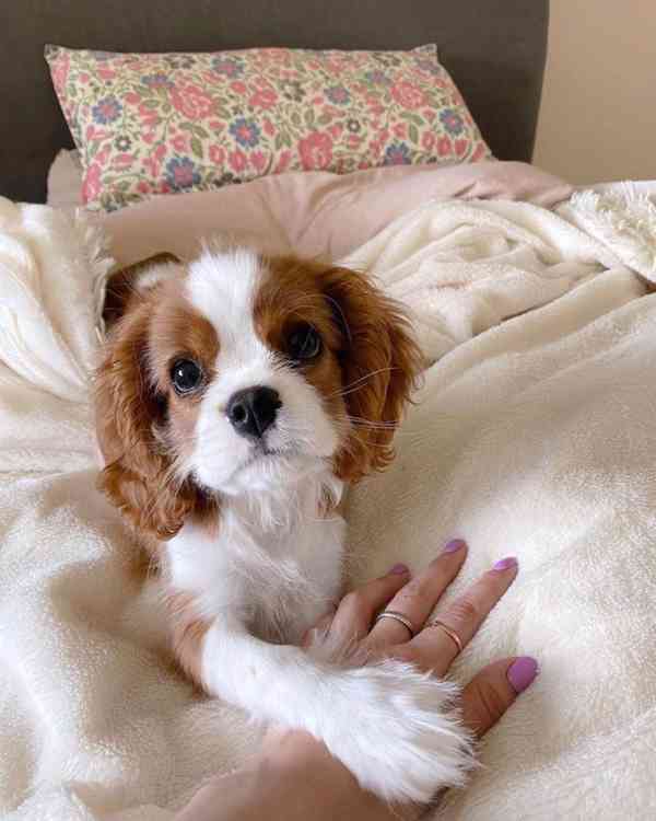 kavalír king charles španěl štěňata - foto 3