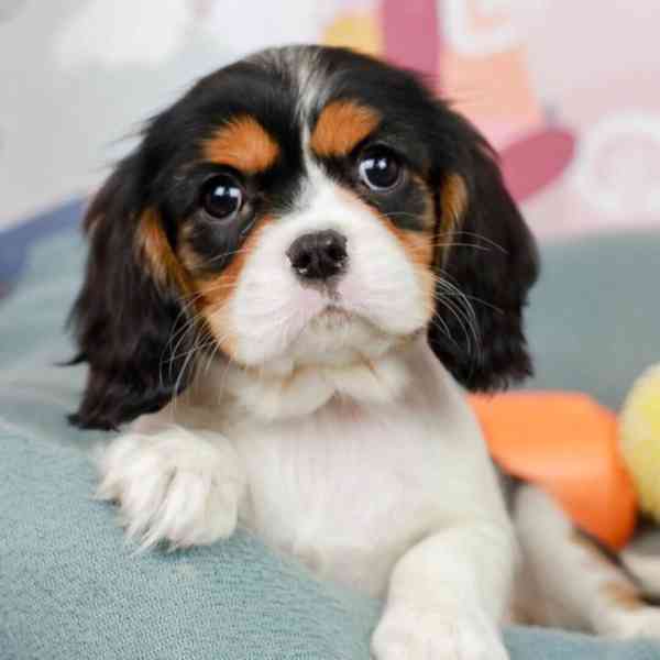 kavalír king charles španěl štěňata - foto 2
