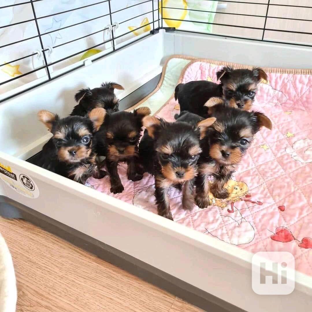 Štěňata yorkshirského teriéra Pp - foto 1