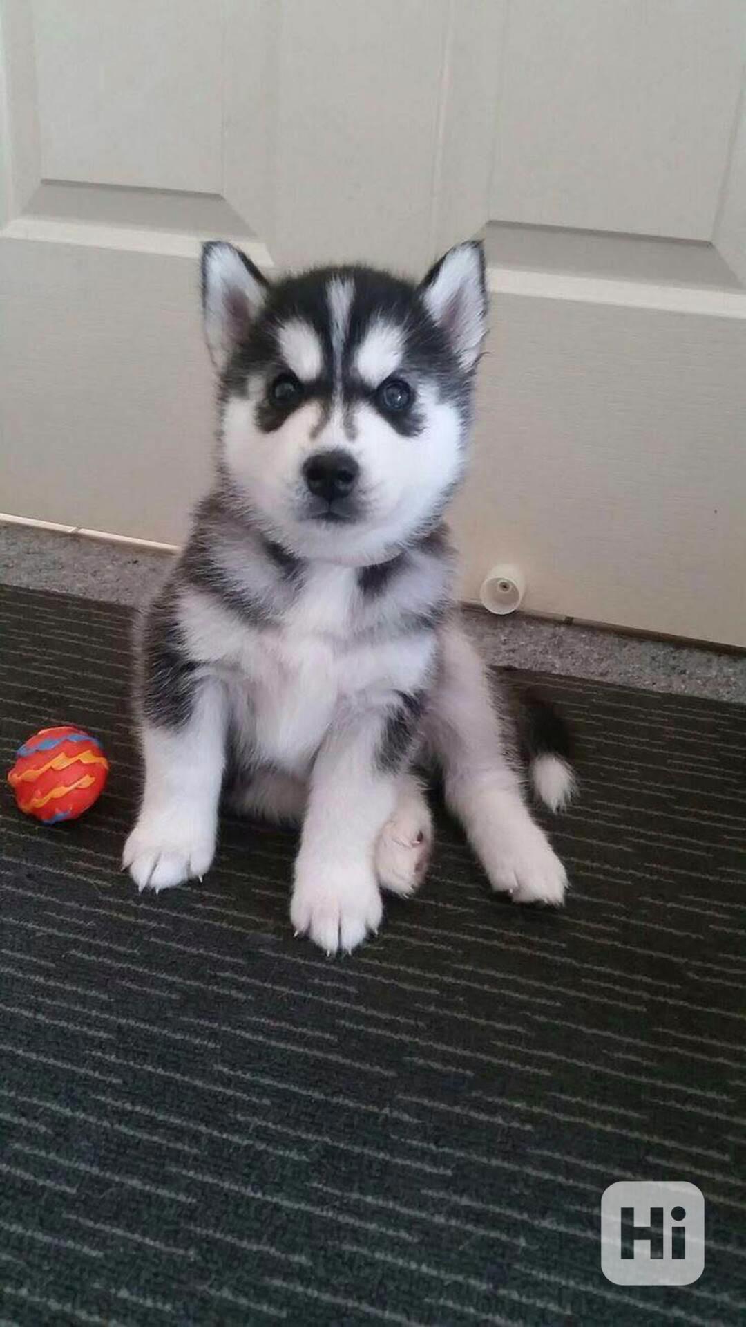 Roztomilá štěňátka sibiřského huskyho - foto 1
