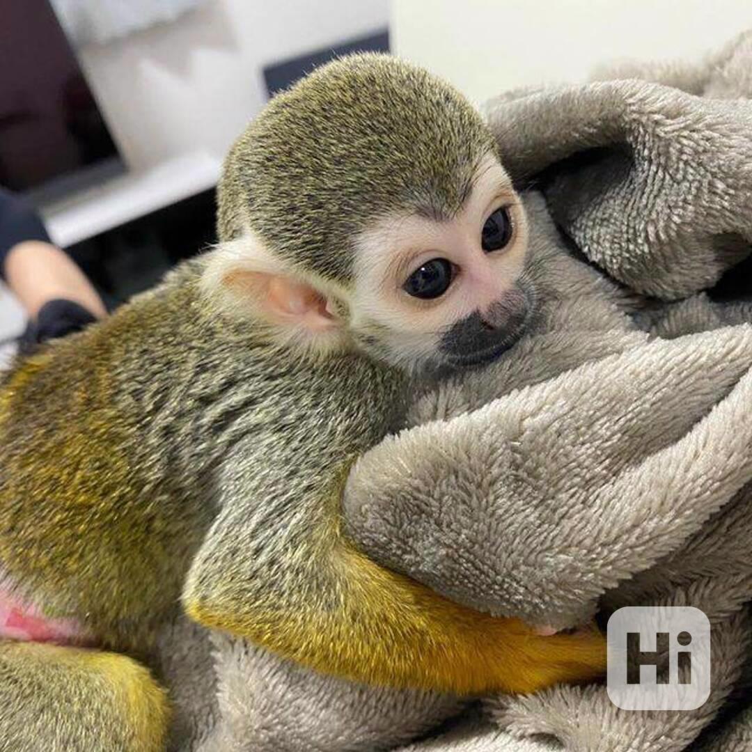 Roztomilé veverčí opice na prodej - foto 1