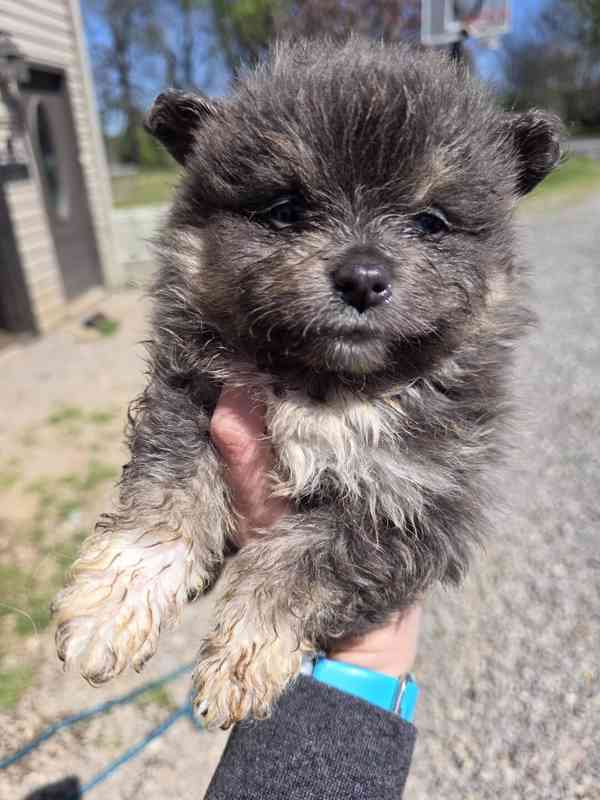 Prodáme rozkošného pomeraniana - foto 4