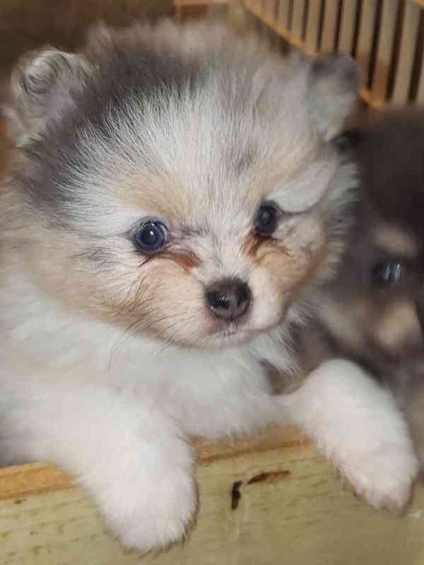 Prodáme rozkošného pomeraniana - foto 3