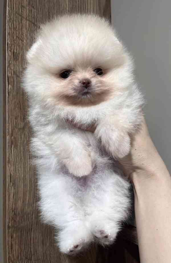 Prodáme rozkošného pomeraniana - foto 2