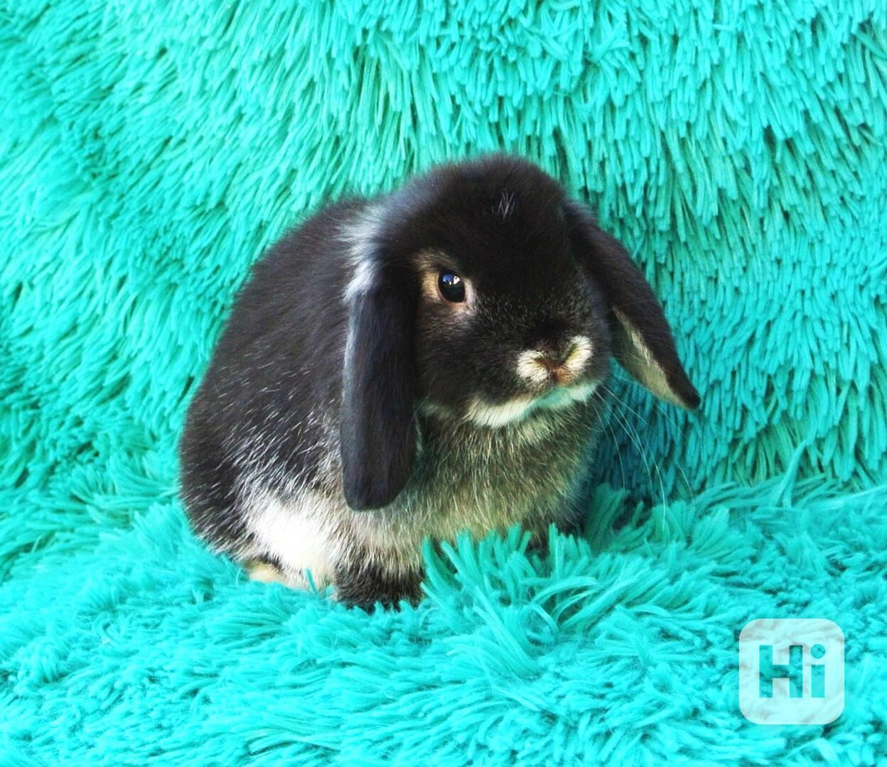 Minilop-beránek - foto 1