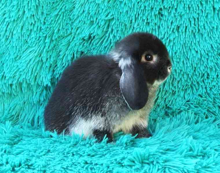 Minilop-beránek - foto 3