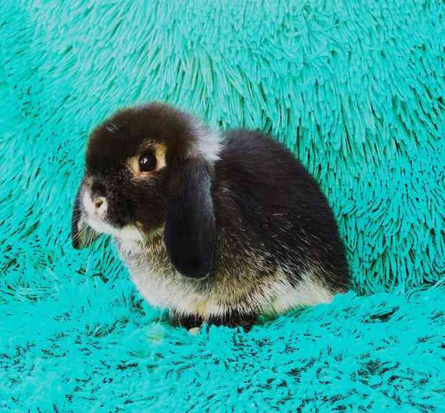 Minilop-beránek - foto 2