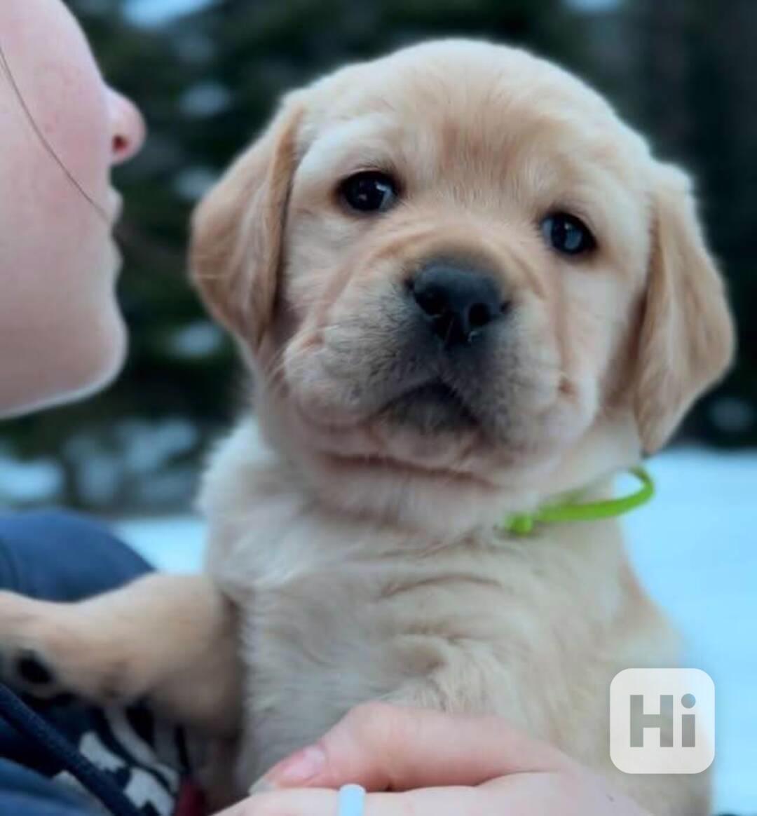 prodej labradora - foto 1