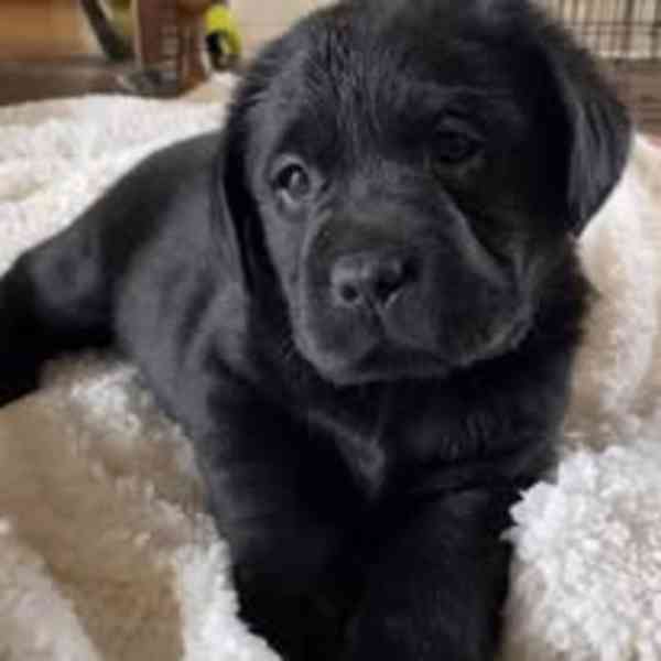 prodej labradora - foto 3