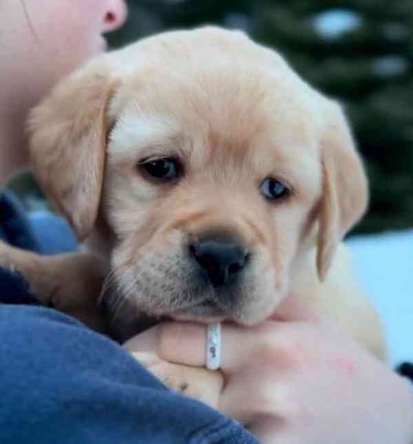 prodej labradora - foto 2