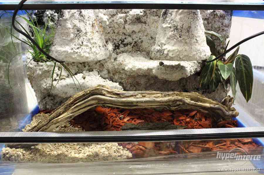 Terárium  vybavené pro chameleony,felsumy,agamy a jiné - foto 4