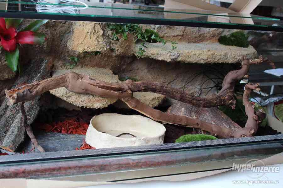 Terárium  vybavené pro chameleony,felsumy,agamy a jiné - foto 9