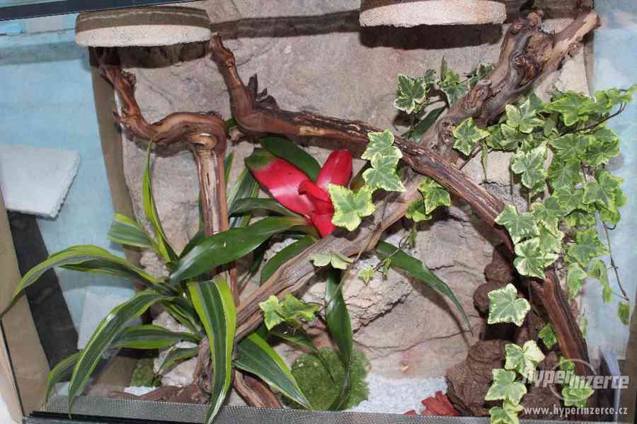 Terárium  vybavené pro chameleony,felsumy,agamy a jiné - foto 11
