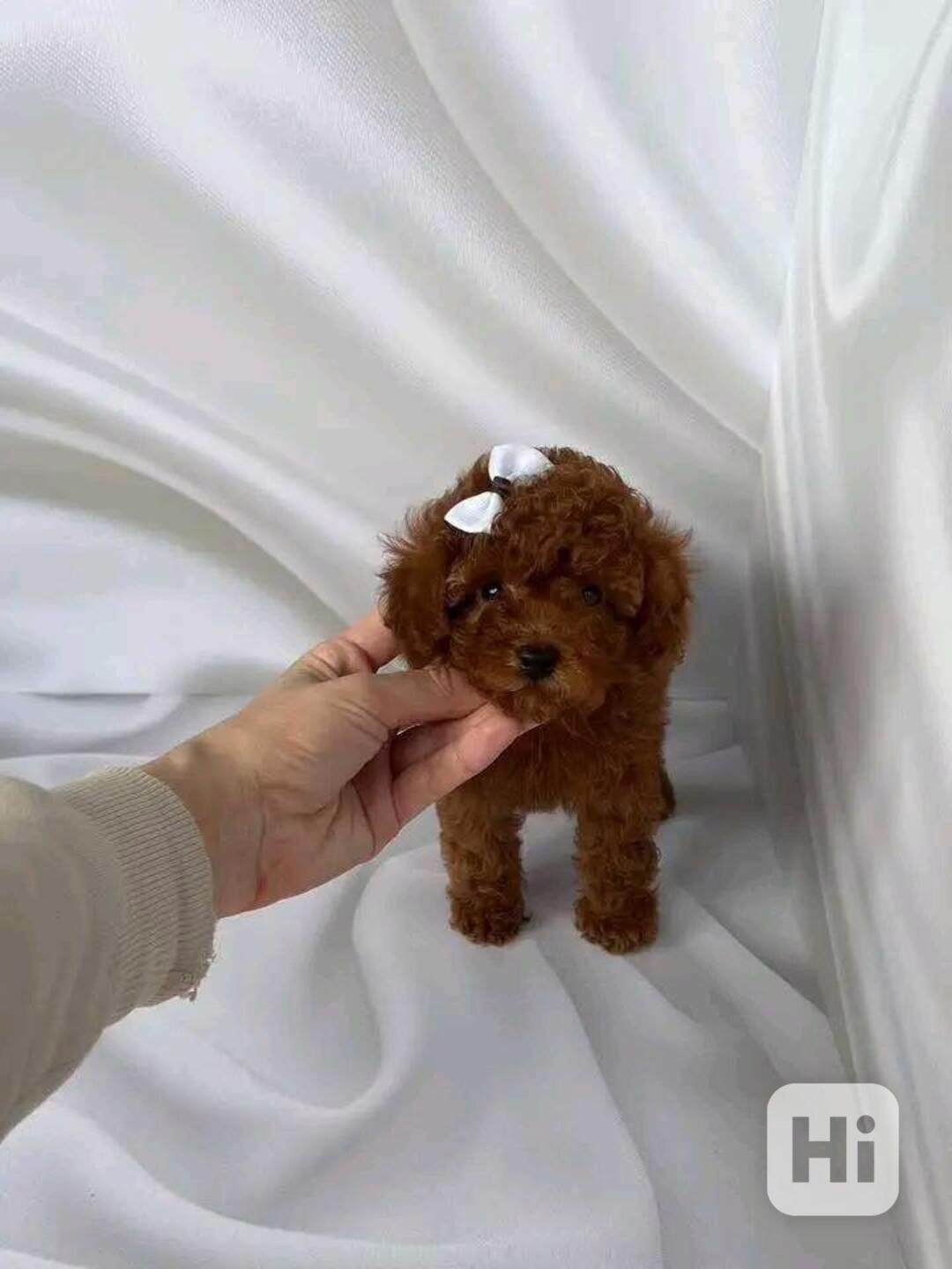 Štěňata pudla - foto 1