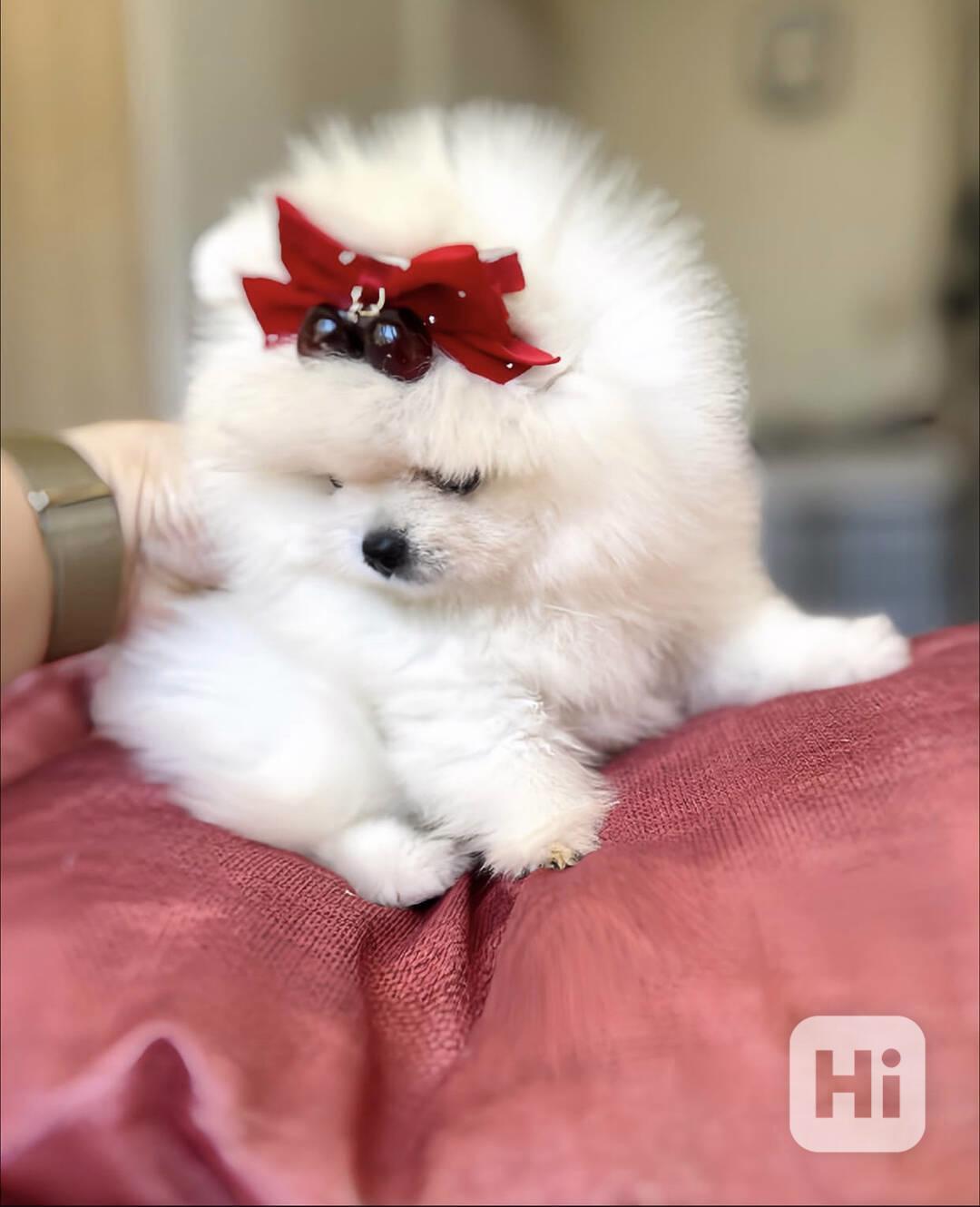 Okouzlující štěňata pomeraniana k adopci. - foto 1