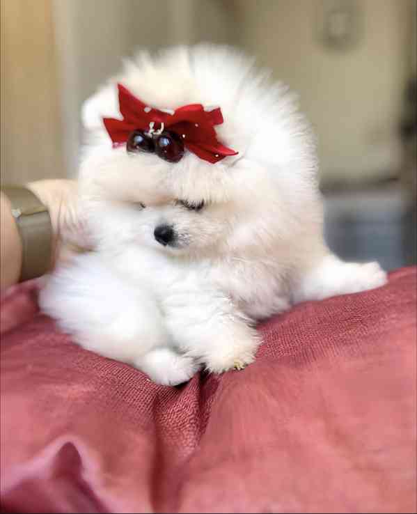 Okouzlující štěňata pomeraniana k adopci. - foto 1