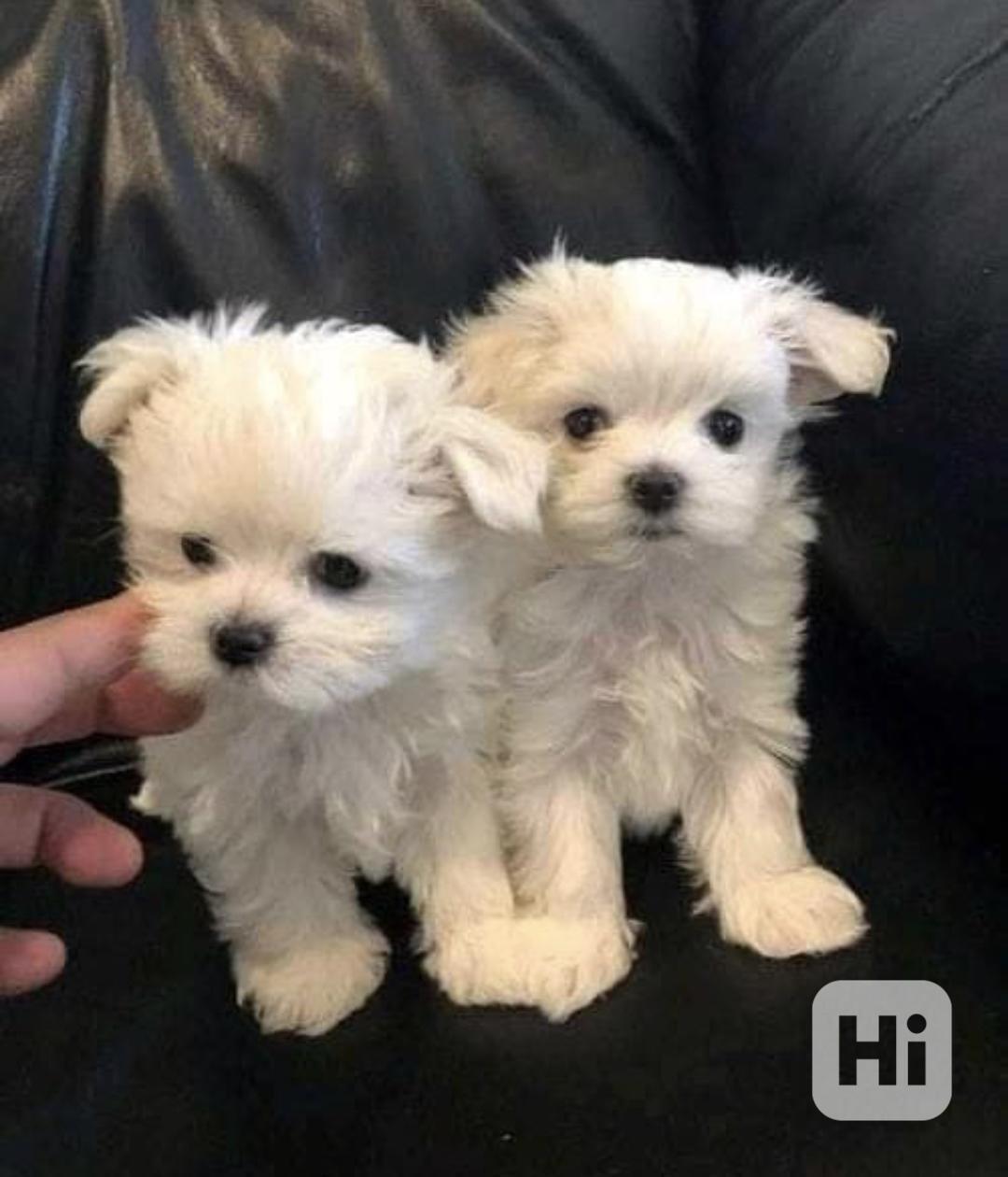 Štěňata maltézského ovčáka hledají domov. - foto 1