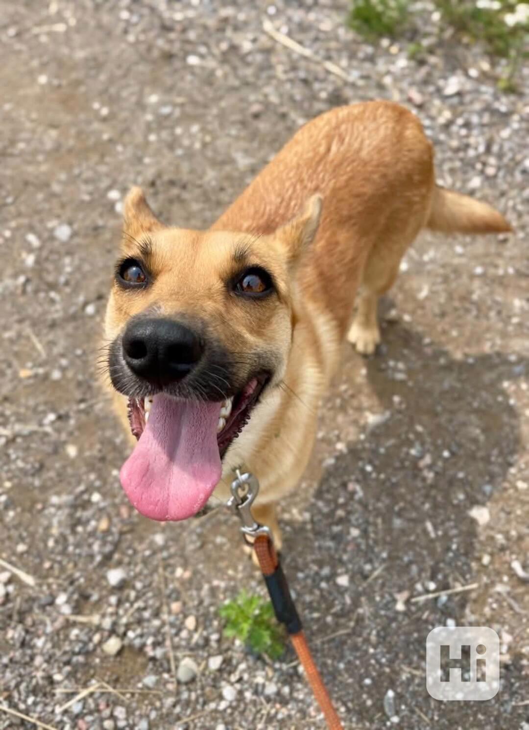 SINDY - 10 kg, kastrovaná fenečka 1 rok  - foto 1