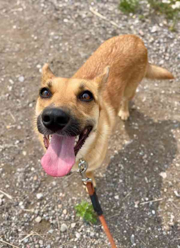 SINDY - 10 kg, kastrovaná fenečka 1 rok - foto 1