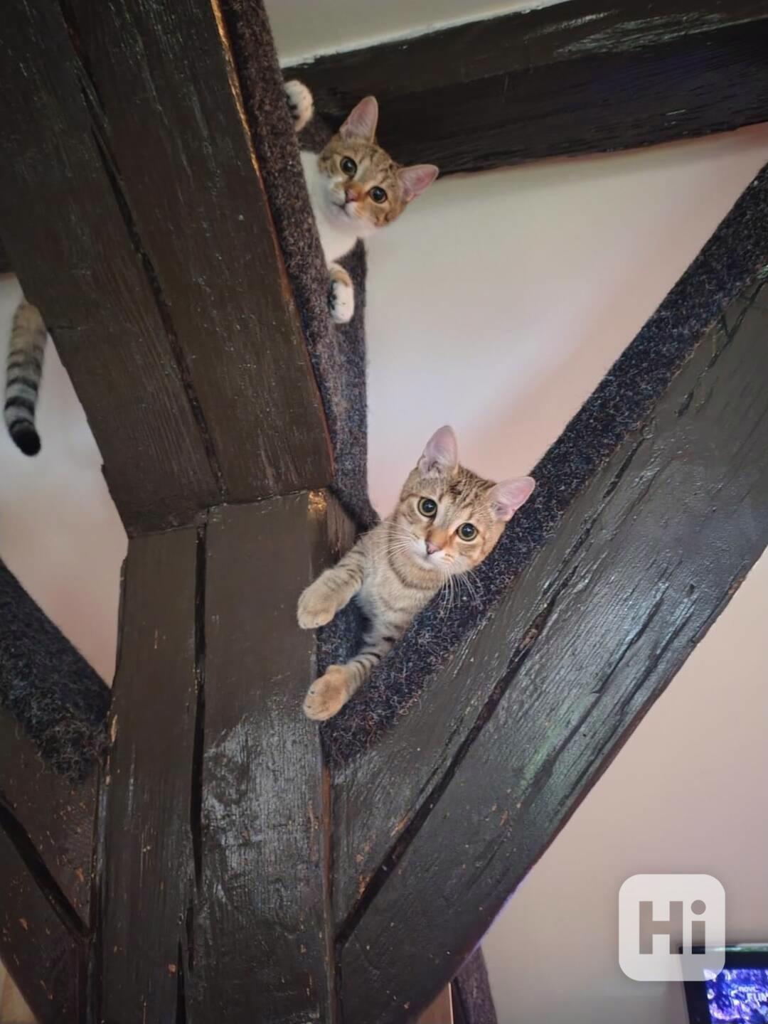 Mouratobílá 5,5měsíční kočička Melinda - foto 1