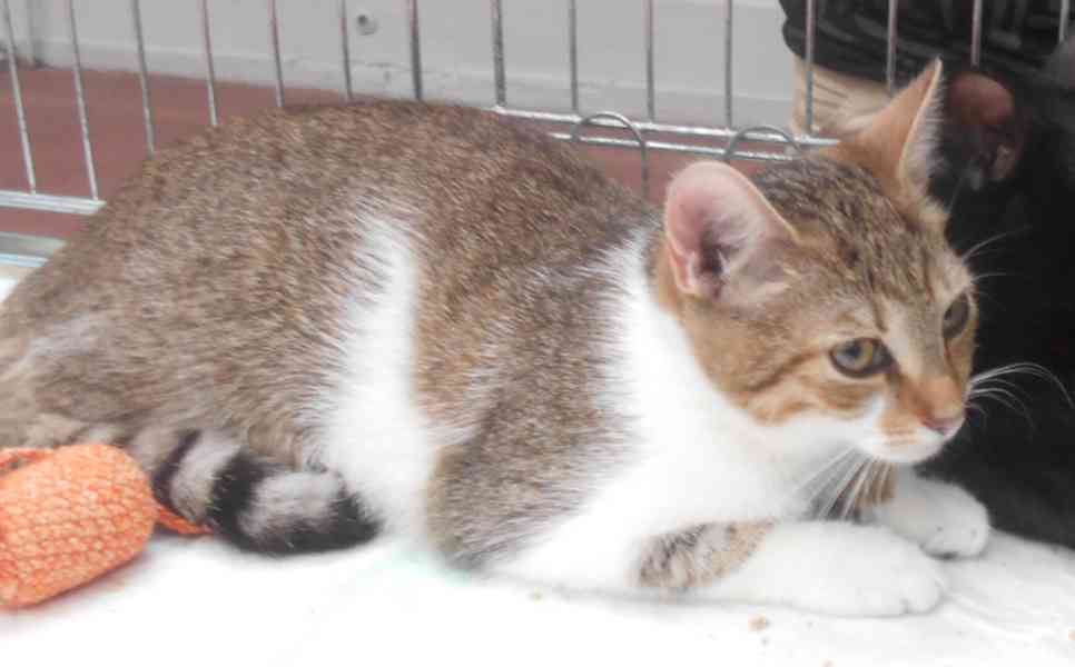 Mouratobílá 5,5měsíční kočička Melinda - foto 5