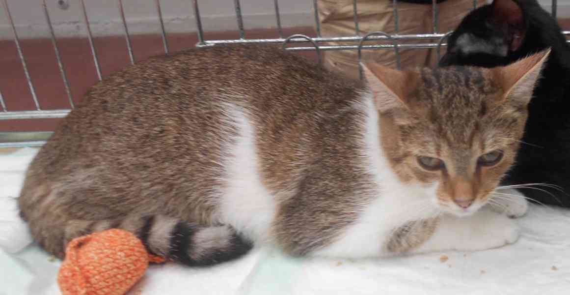 Mouratobílá 5,5měsíční kočička Melinda - foto 4