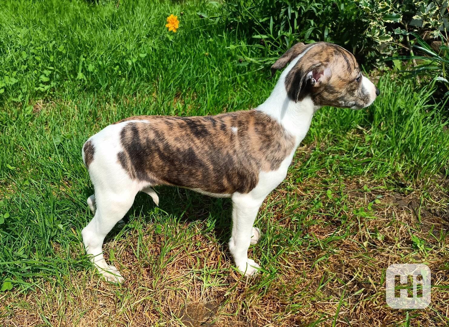 Whippet /Vipet/ - štěňata bez pp - foto 1