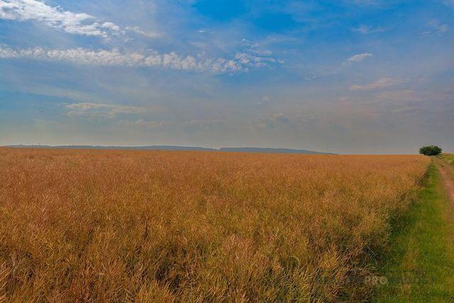 Prodej orné a ostatní plochy o CP 5683m2 v Líšni, prodej orná půda Líšeň - foto 3