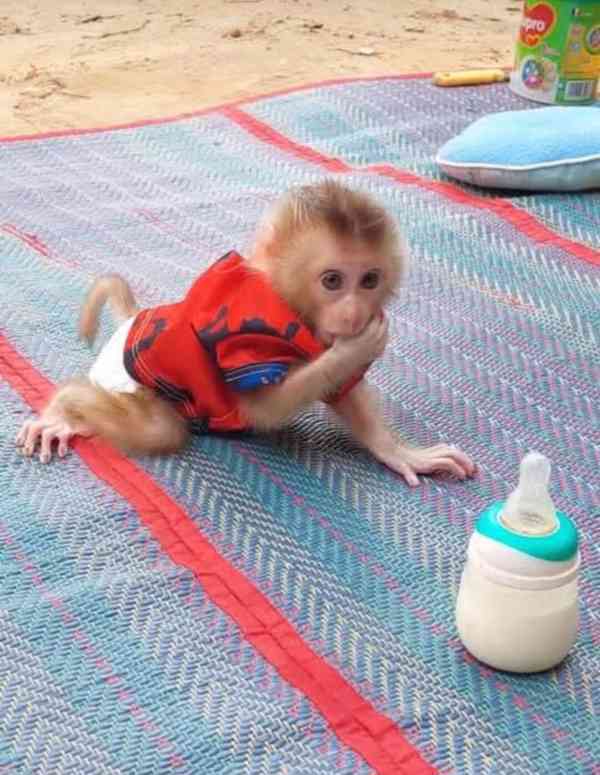 🐒✨ Dvě krásné opice kosmanů prstových k dispozici! 💛