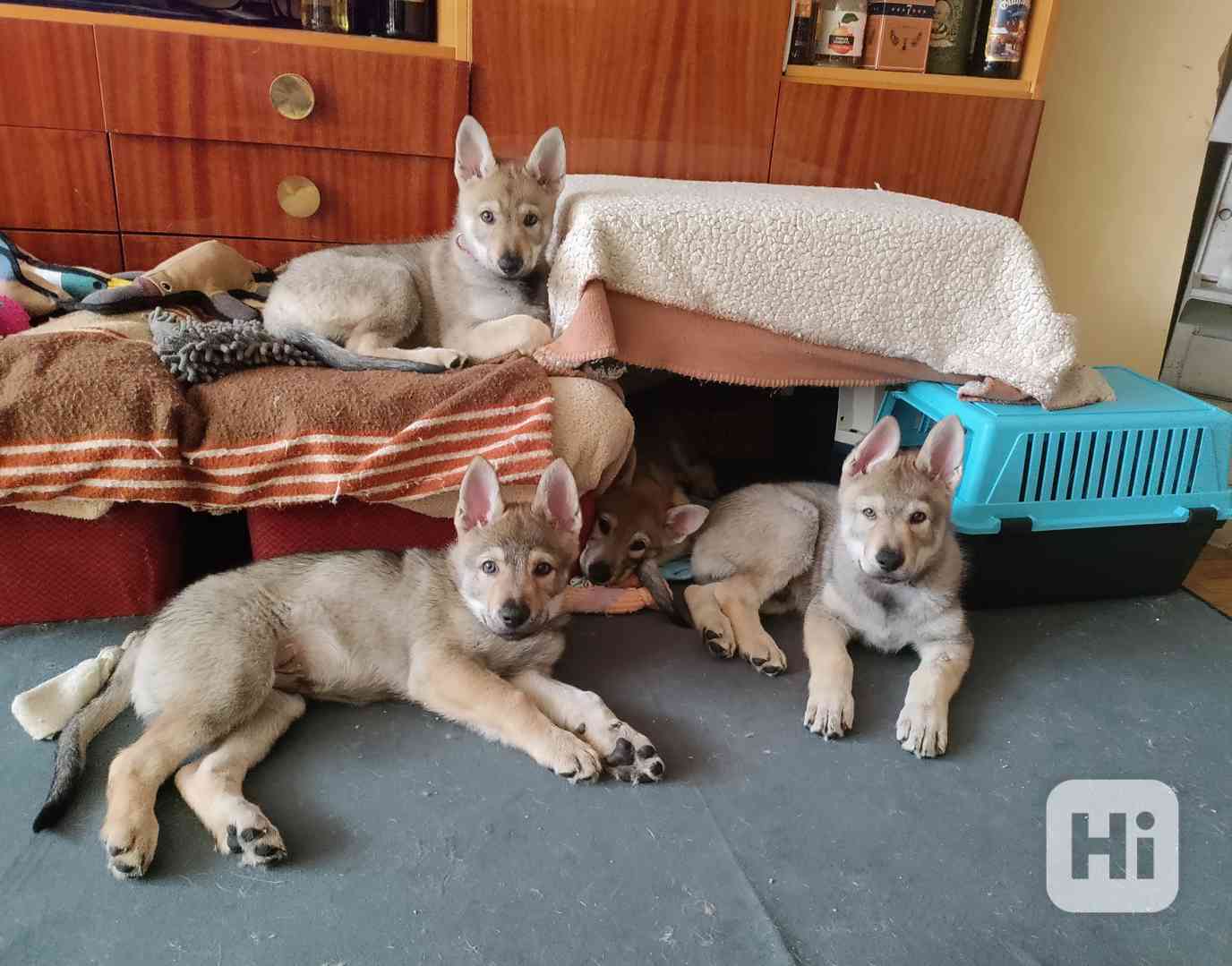 Československý vlčák s rodokmenem TOP spojení - foto 1