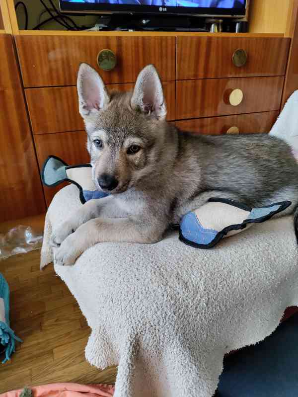 Československý vlčák s rodokmenem TOP spojení - foto 4