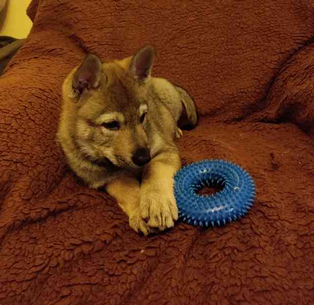 Československý vlčák s rodokmenem TOP spojení - foto 3