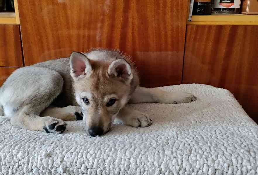 Československý vlčák s rodokmenem TOP spojení - foto 6
