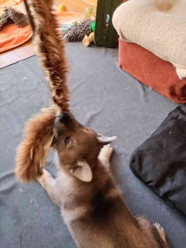 Československý vlčák s rodokmenem TOP spojení - foto 8