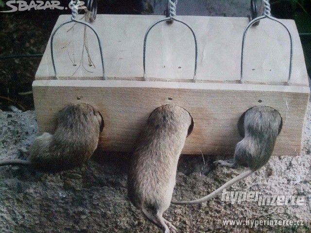 Pastička  na myši - foto 1