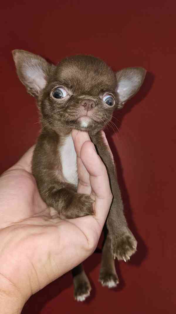 Štěňata čivav - foto 3