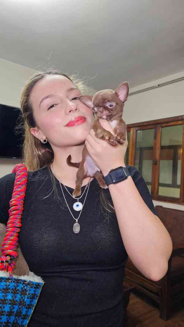 Štěňata čivav - foto 2